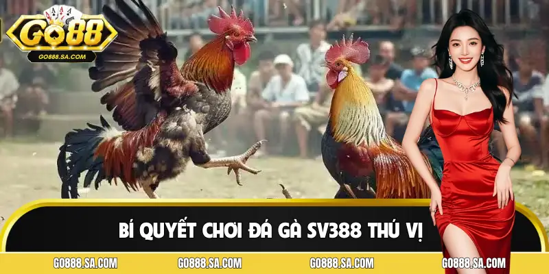 Vài chiến thuật kinh điển bạn nên áp dụng để chơi đá gà SV388