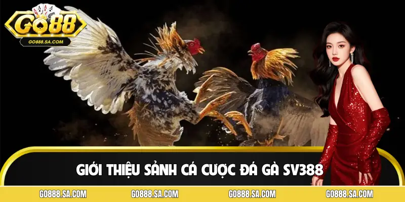 Giới thiệu sảnh đá gà SV388